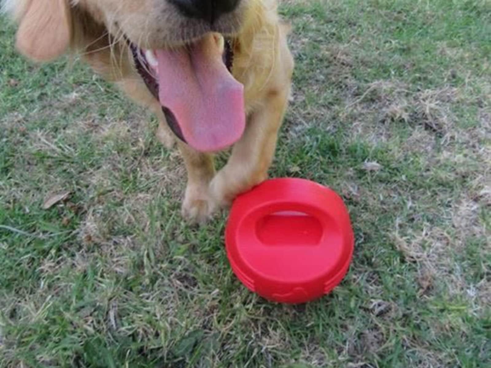 Housesitting assignment in Auckland, New Zealand