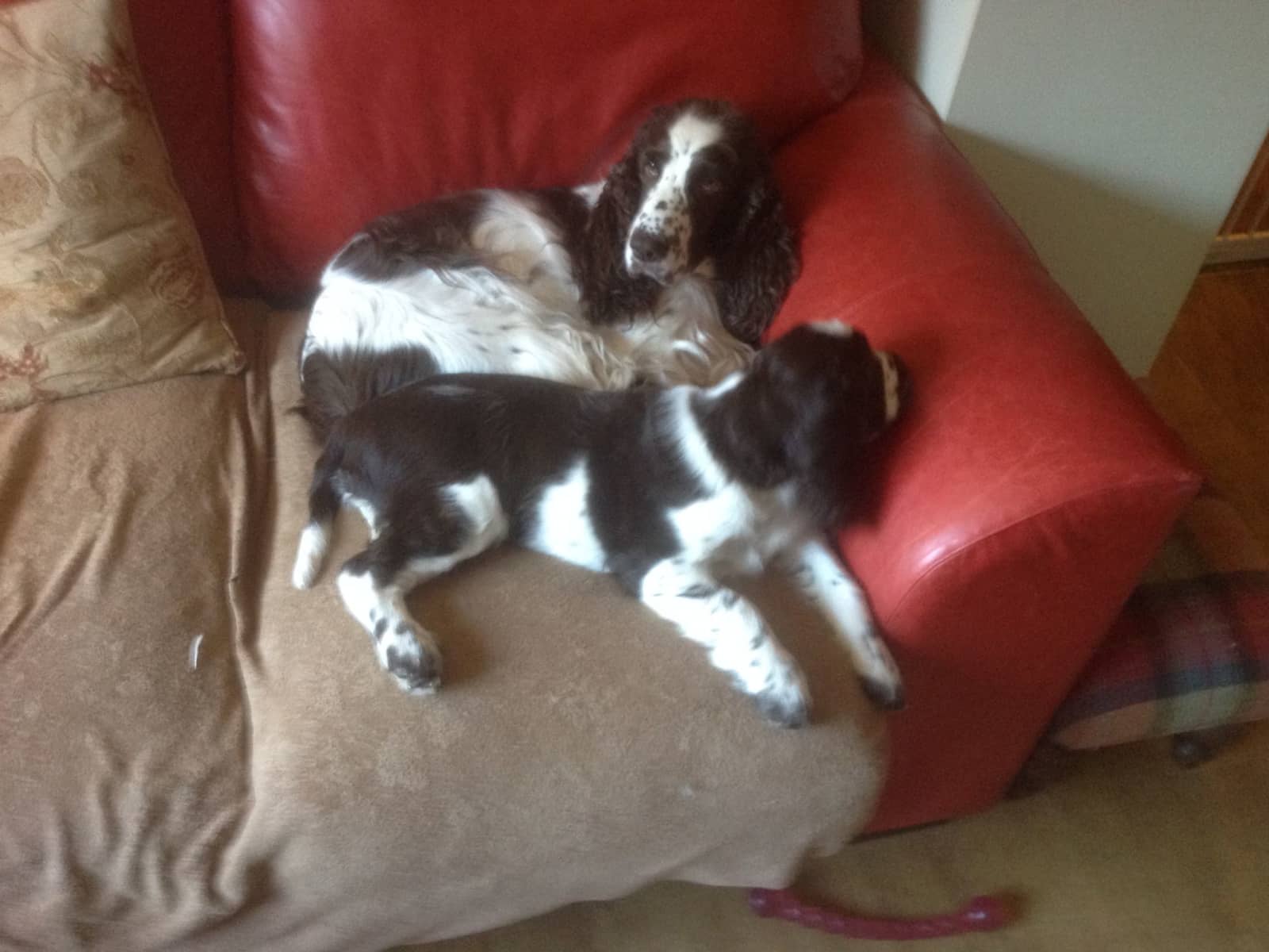 Housesitting assignment in Studley, United Kingdom
