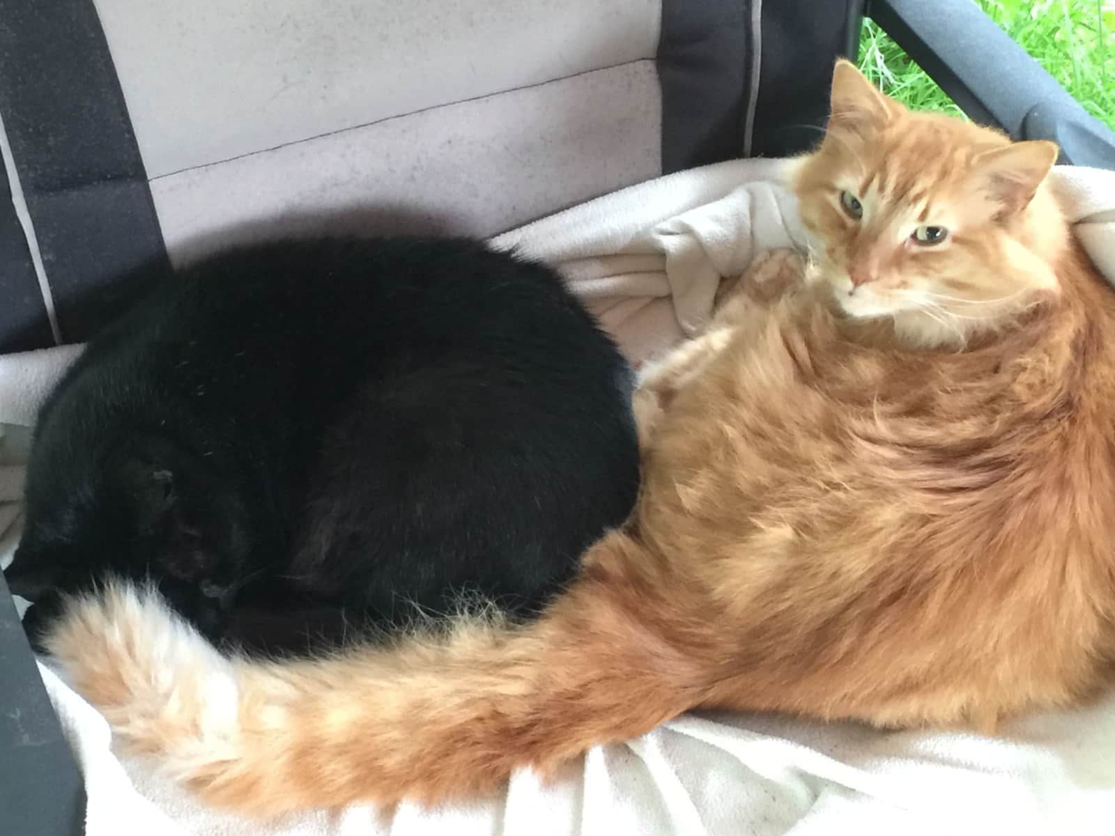Housesitting assignment in East Port Orchard, Washington, United States