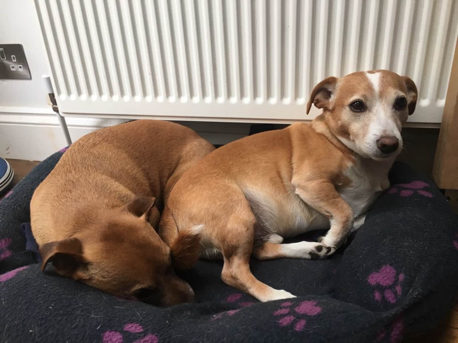 Housesitting assignment in London, United Kingdom