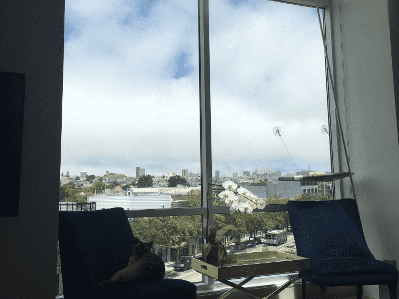 Housesitting assignment in San Francisco, California, United States