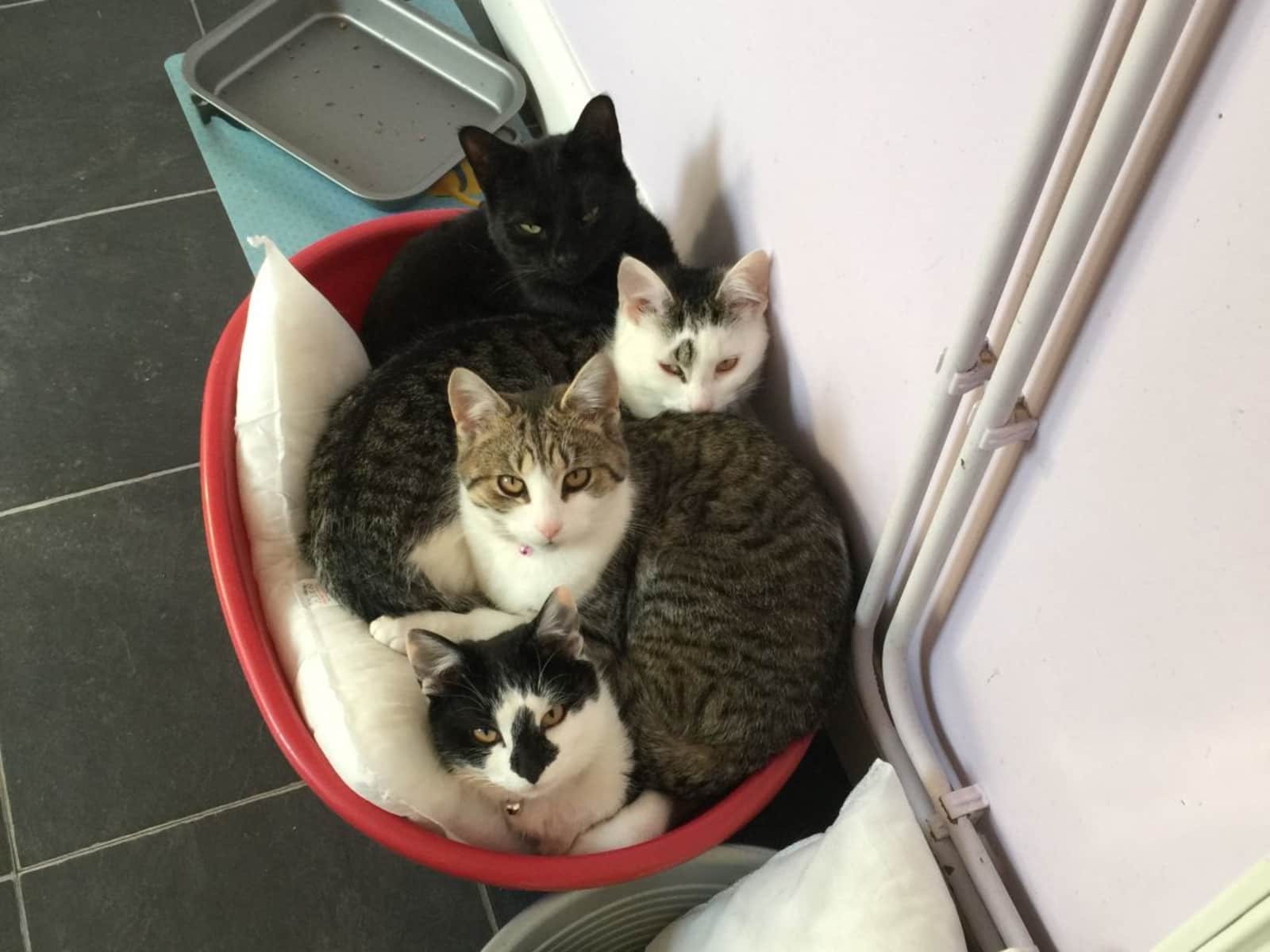 Housesitting assignment in Bracknell, United Kingdom