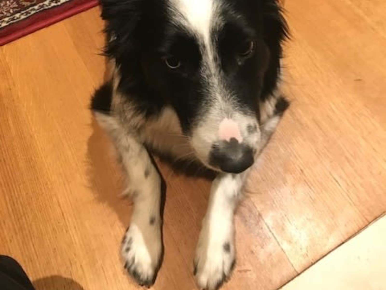 Housesitting assignment in Toronto, Ontario, Canada