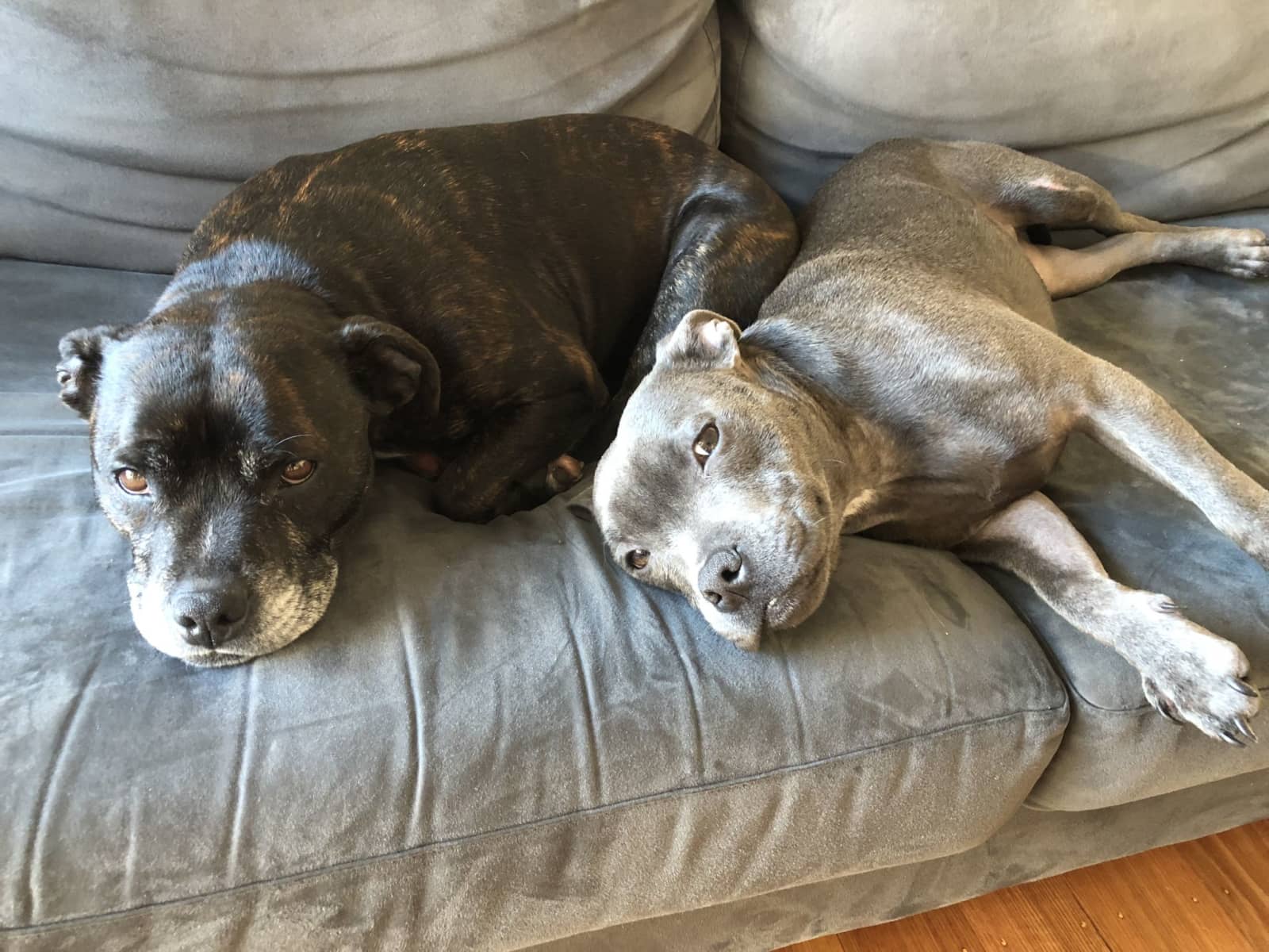 Housesitting assignment in Tootgarook, Victoria, Australia