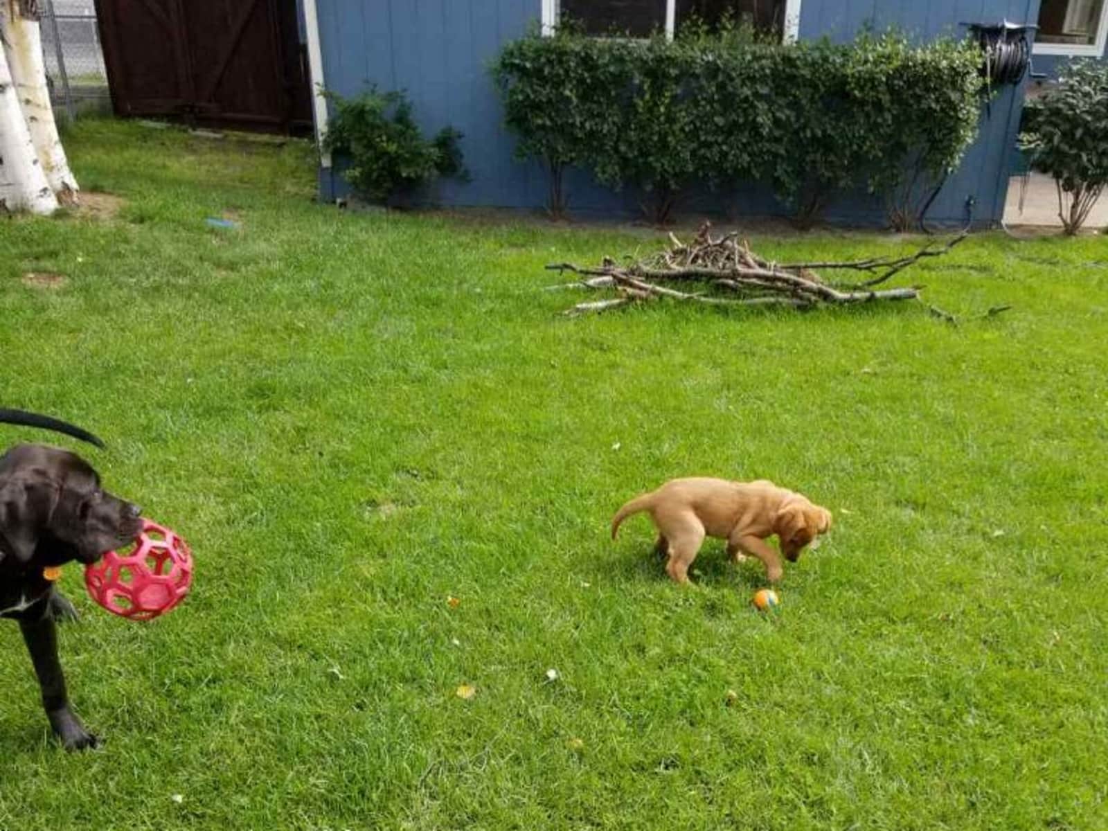 Housesitting assignment in Anchorage, Alaska, United States