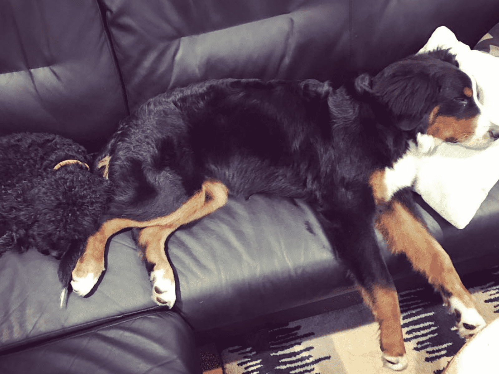 Housesitting assignment in Marina del Rey, California, United States