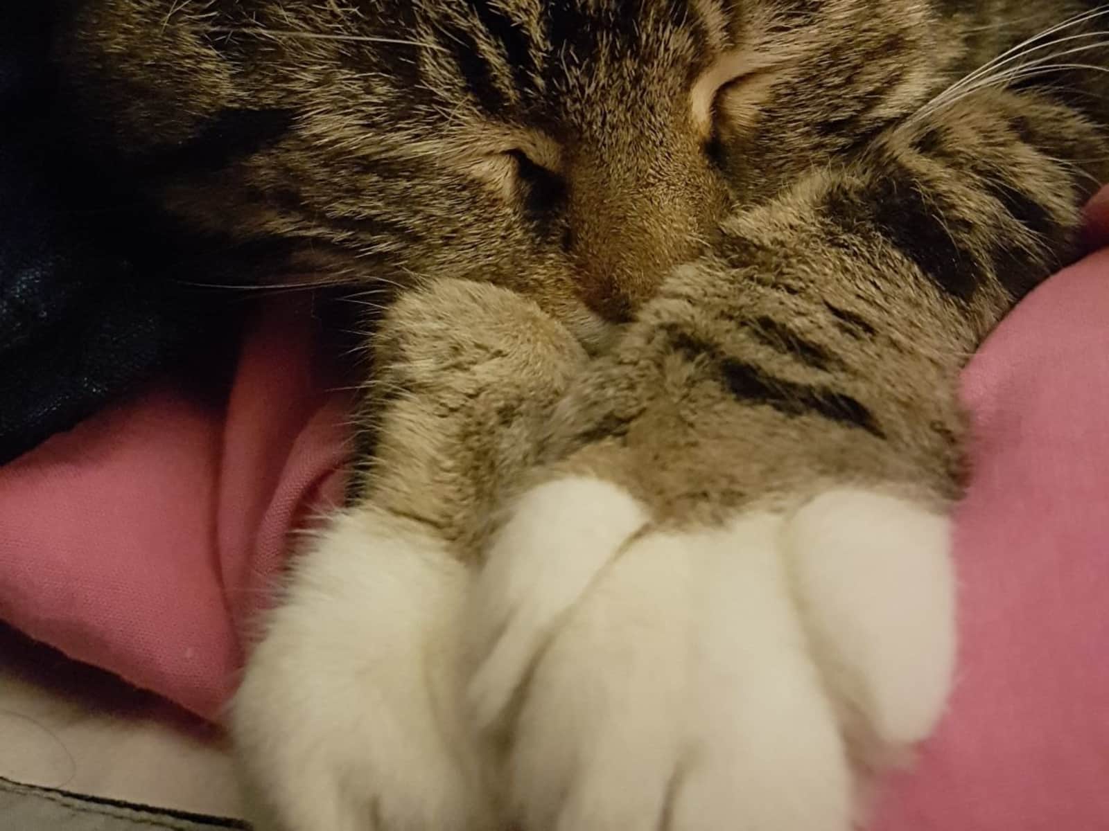 Housesitting assignment in Woking, United Kingdom