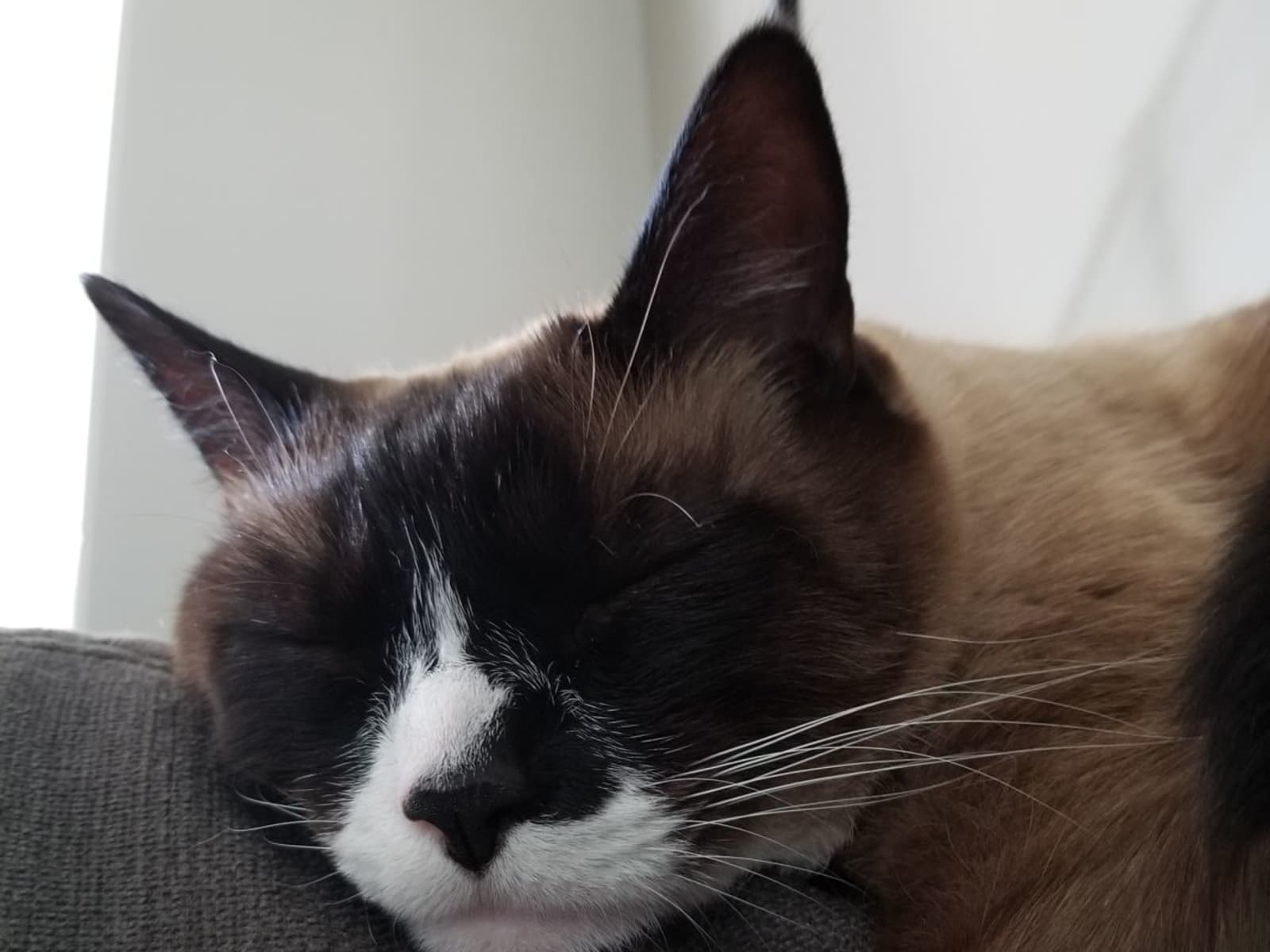 Housesitting assignment in Kelowna, British Columbia, Canada