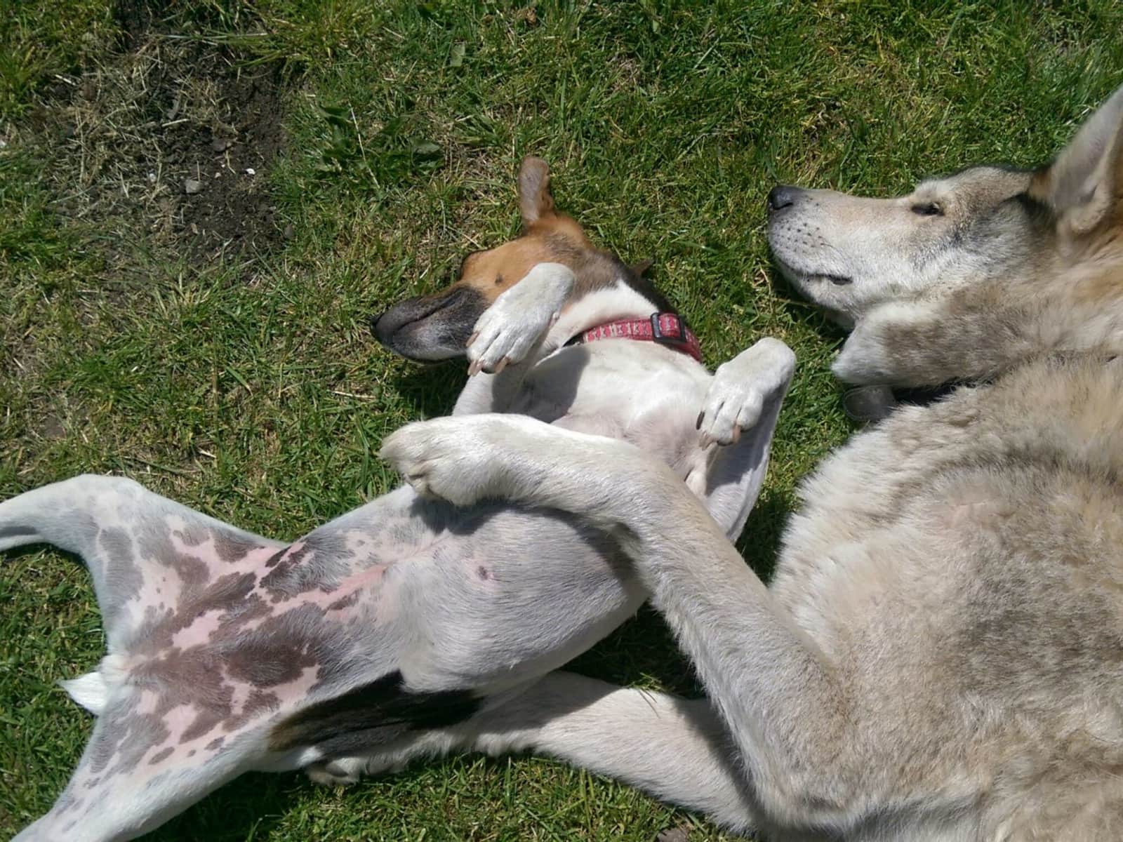 Housesitting assignment in Bristol, United Kingdom