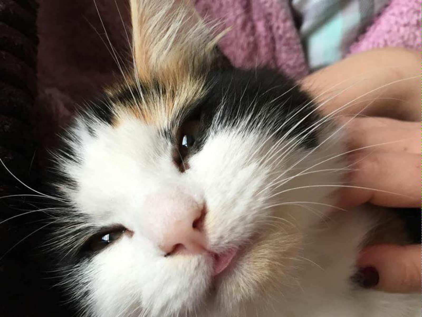 Housesitting assignment in London, United Kingdom
