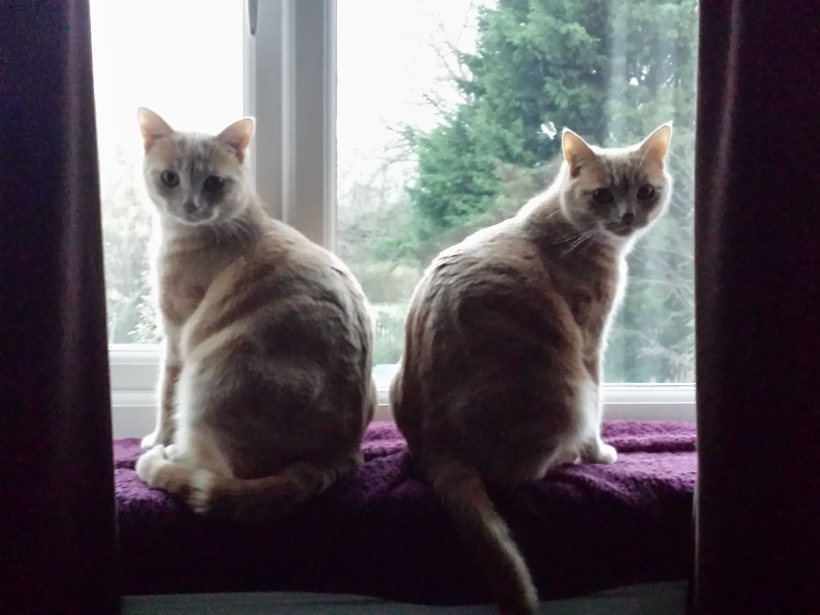 Housesitting assignment in Staines, United Kingdom
