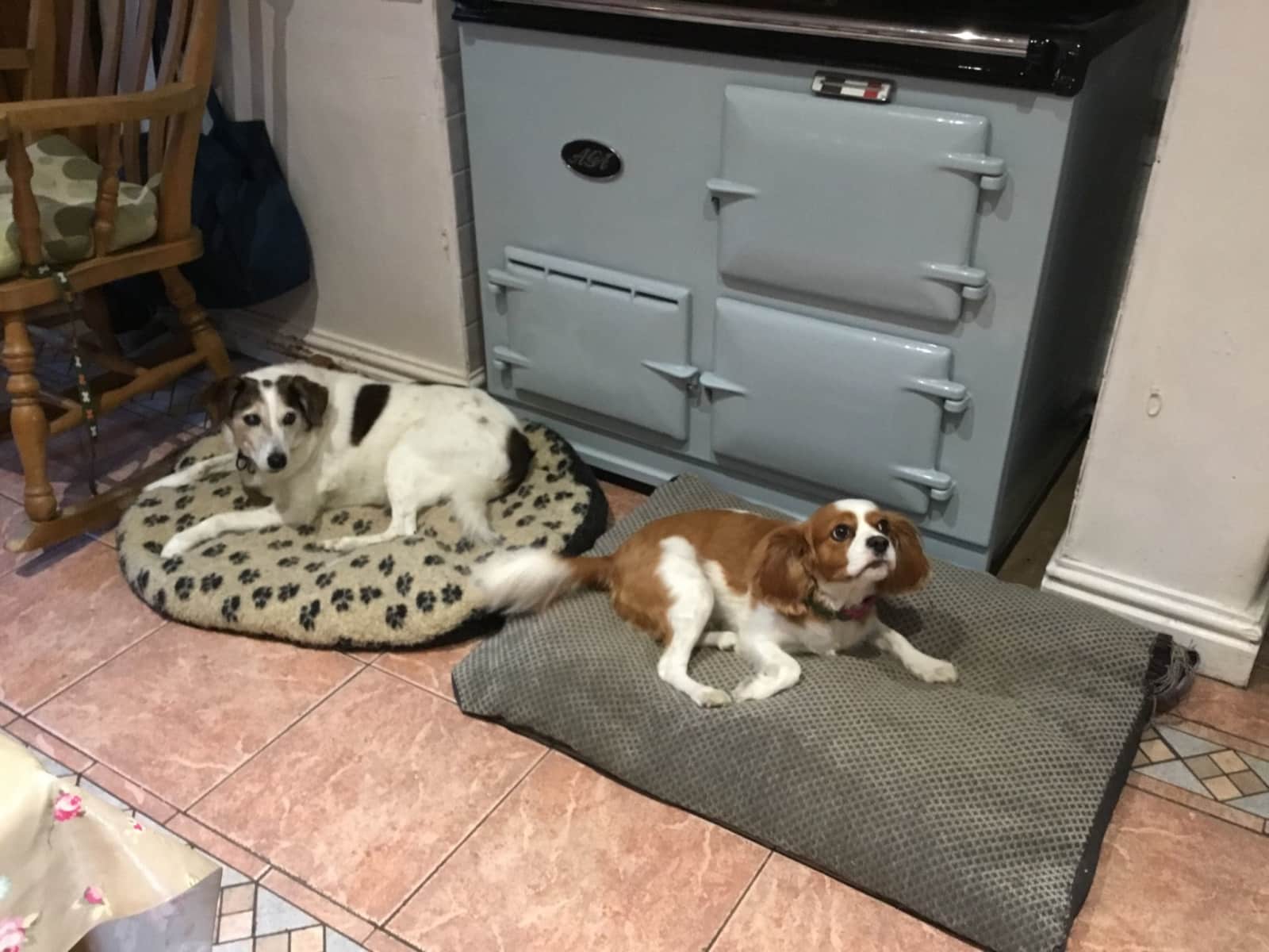 Housesitting assignment in Church Stretton, United Kingdom