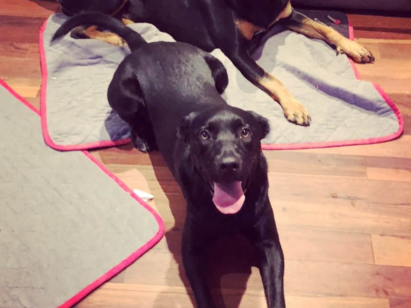 Housesitting assignment in Lake Munmorah, New South Wales, Australia
