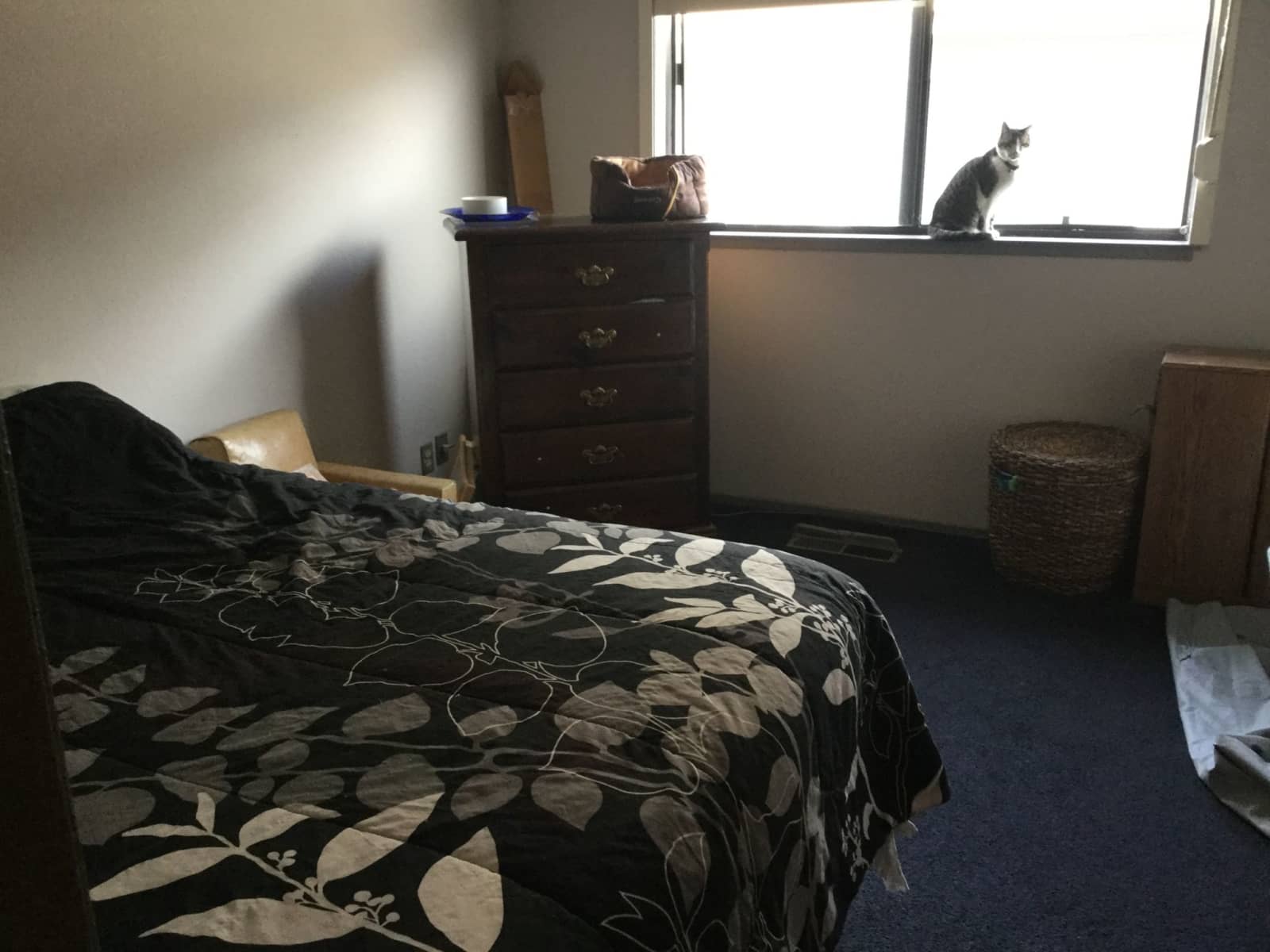 Housesitting assignment in Castro Valley, California, United States