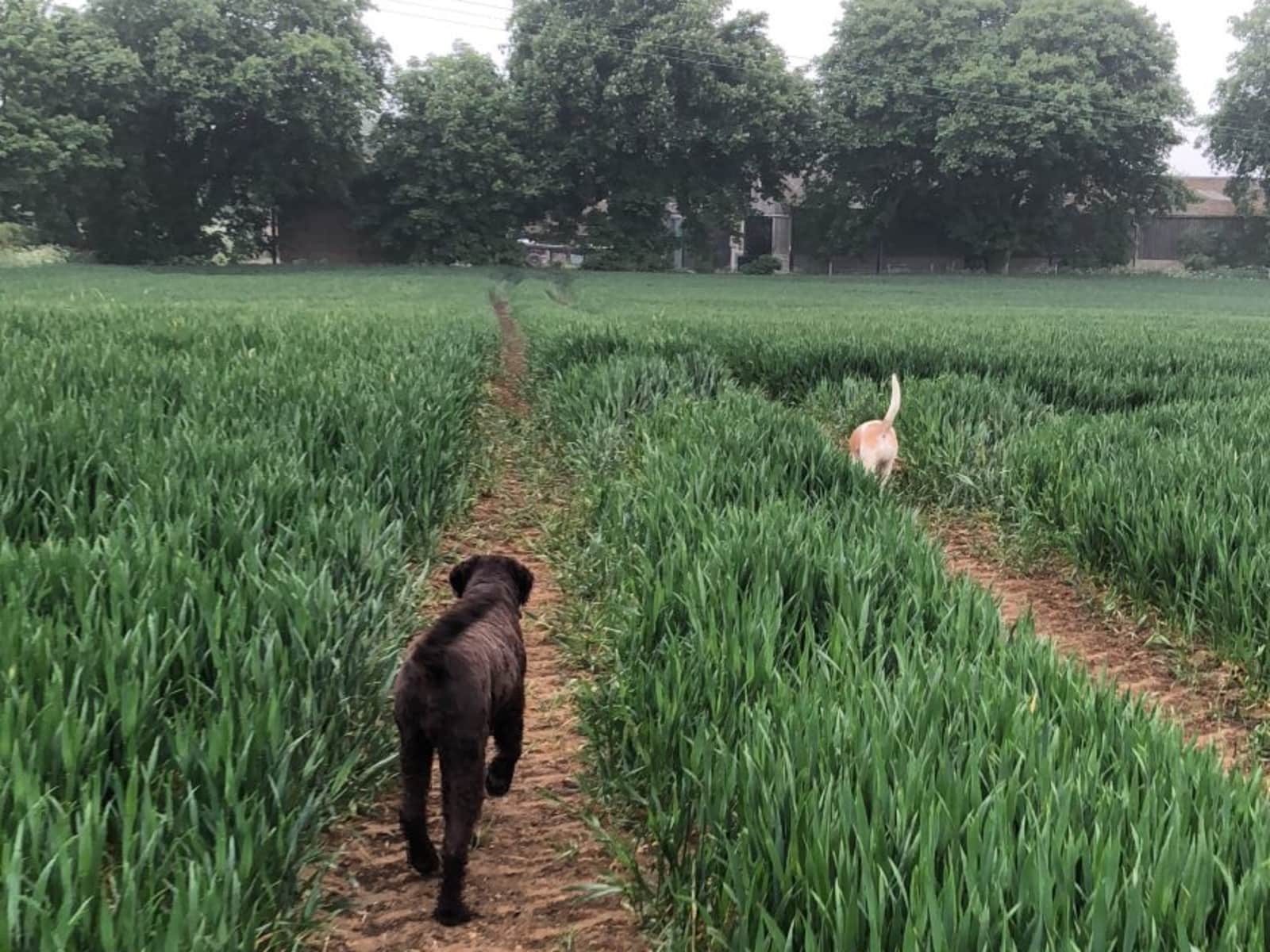 Housesitting assignment in Swindon, United Kingdom