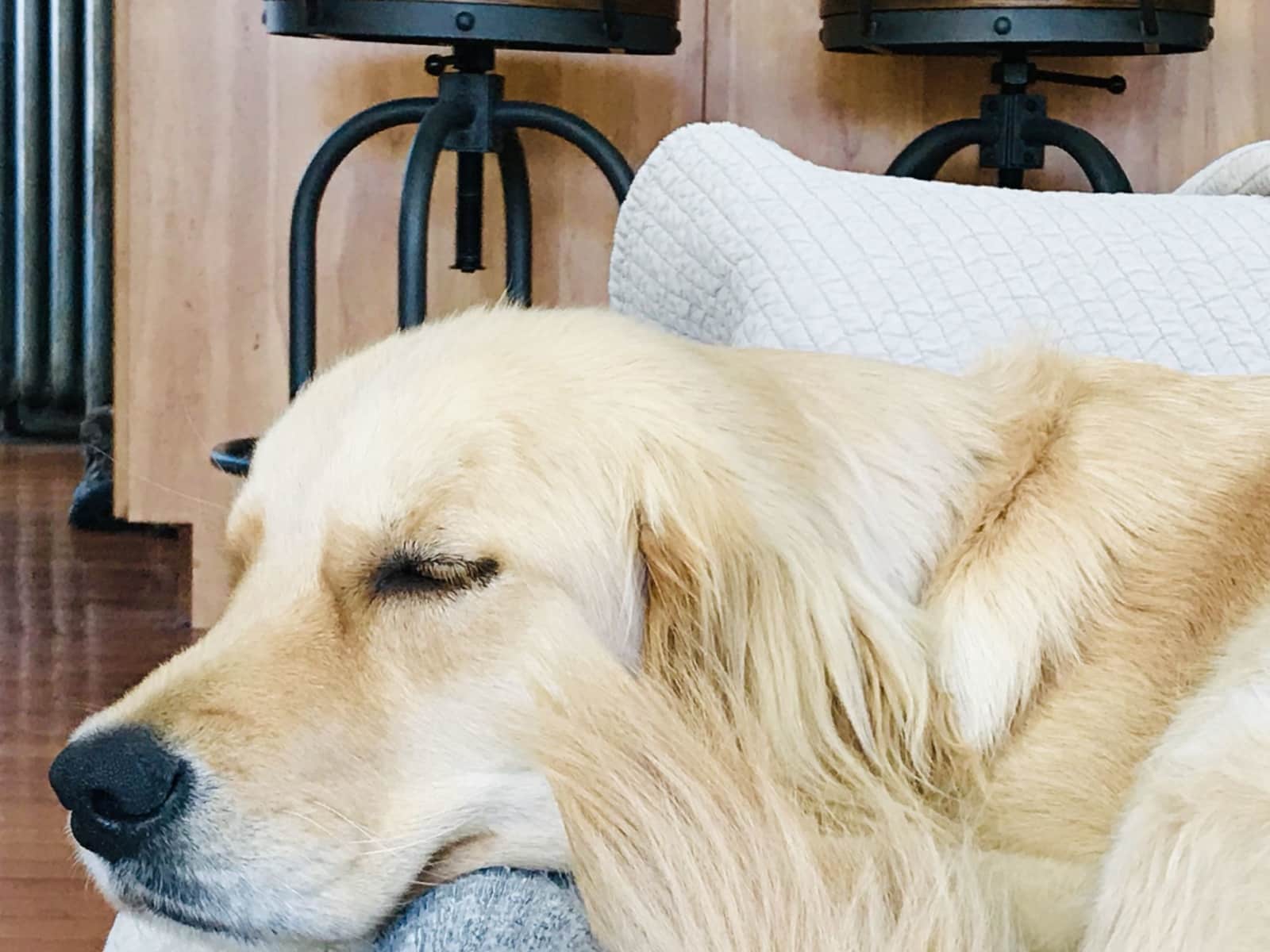 Housesitting assignment in Durango, Colorado, United States