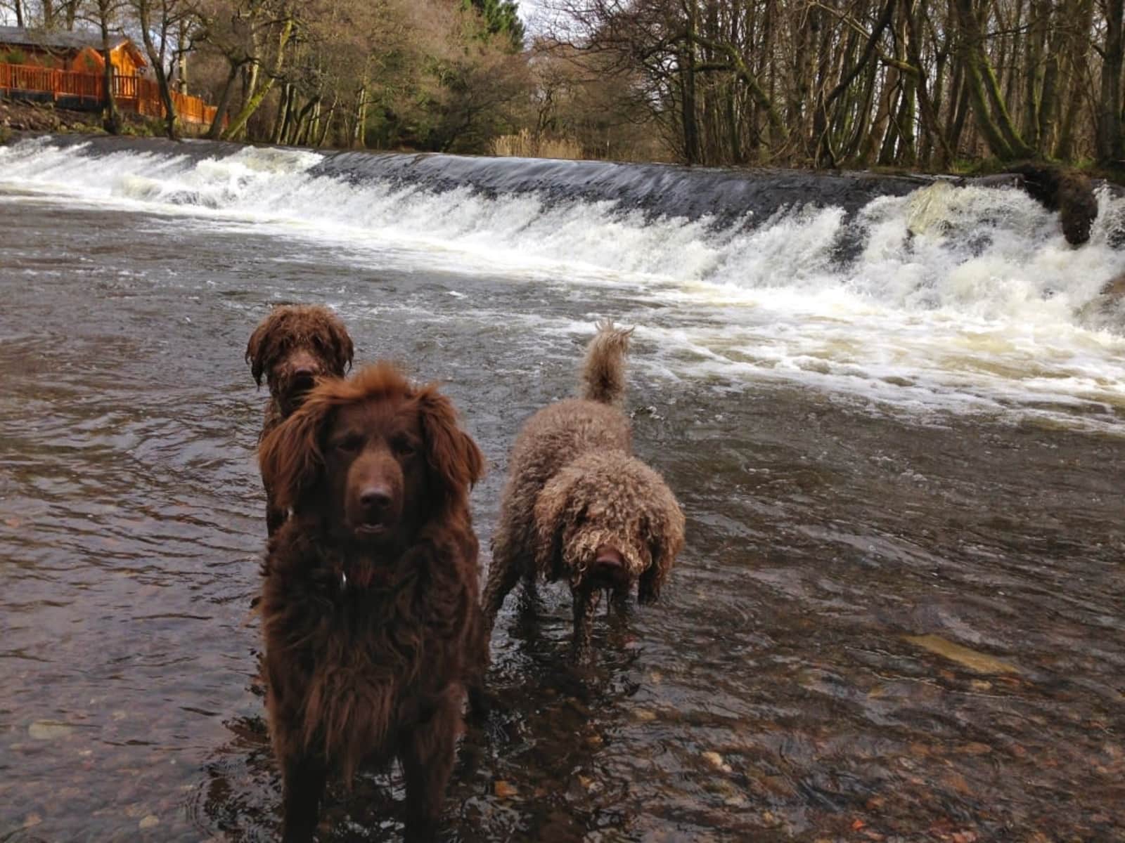 Housesitting assignment in Dollar, United Kingdom
