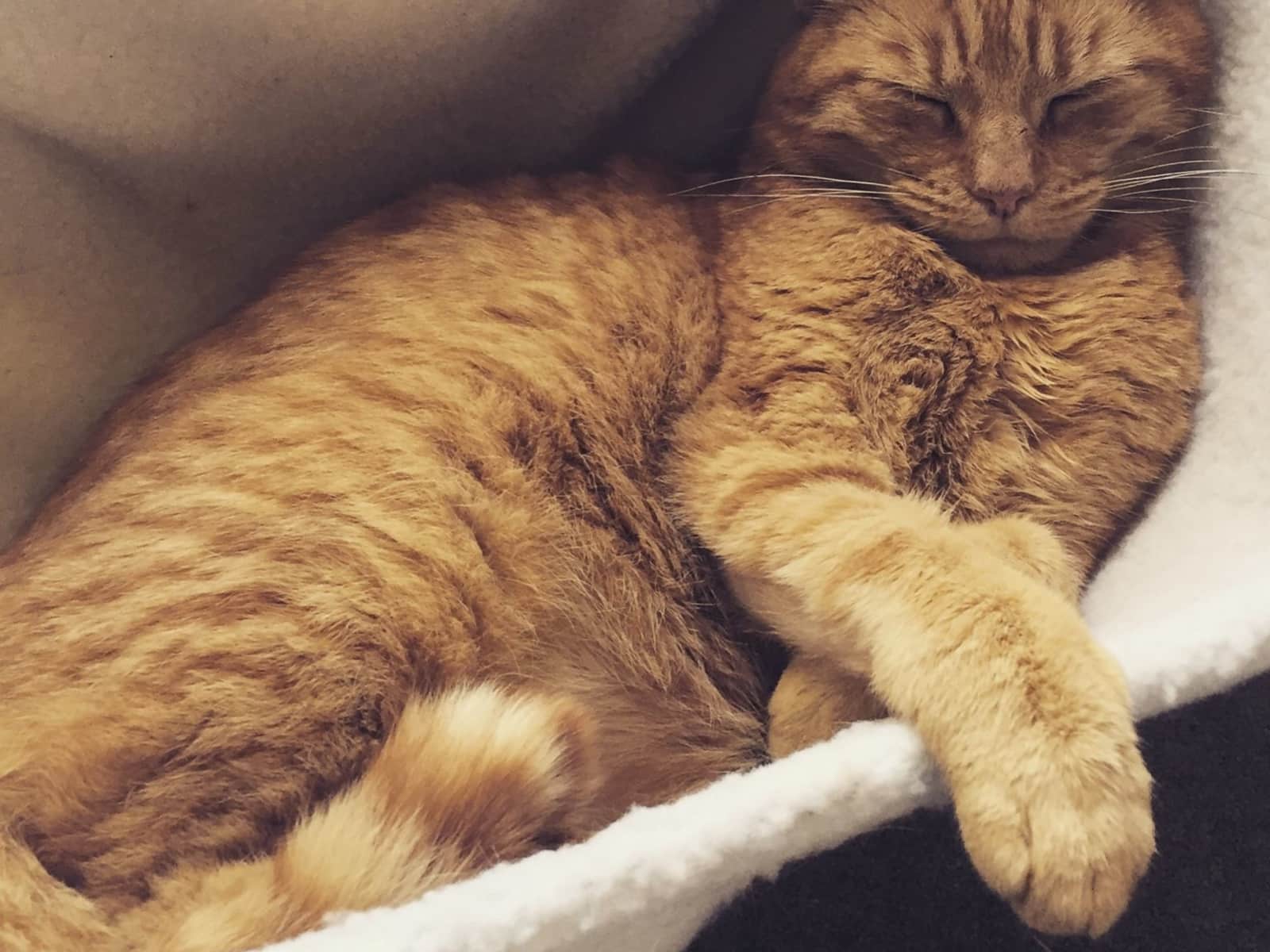 Housesitting assignment in London, United Kingdom