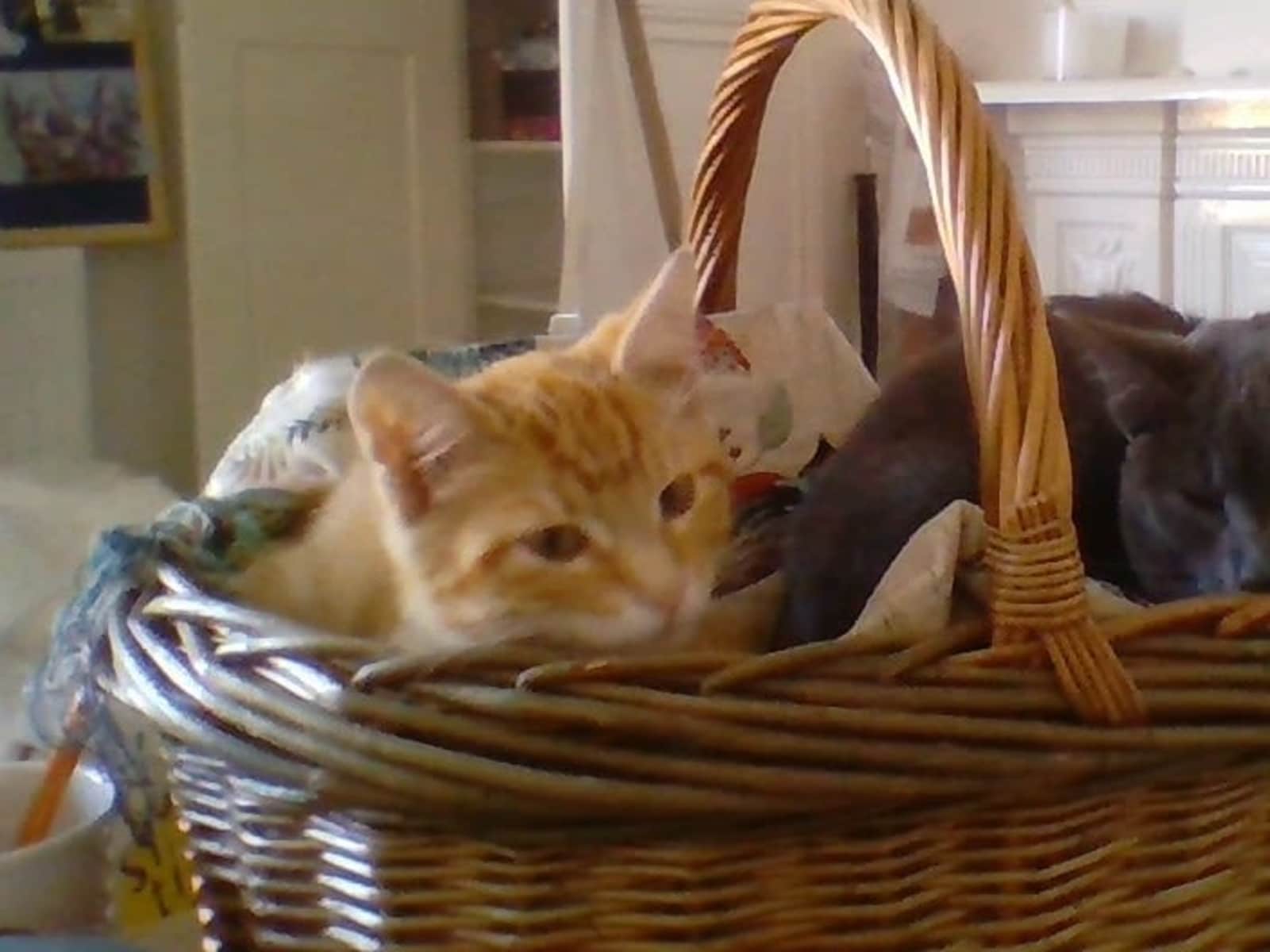Housesitting assignment in Derby, United Kingdom