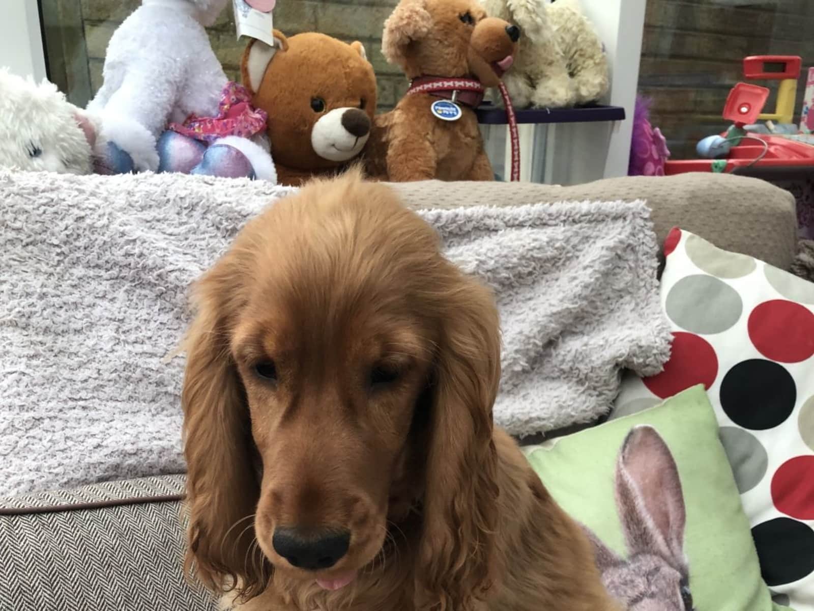 Housesitting assignment in High Wycombe, United Kingdom