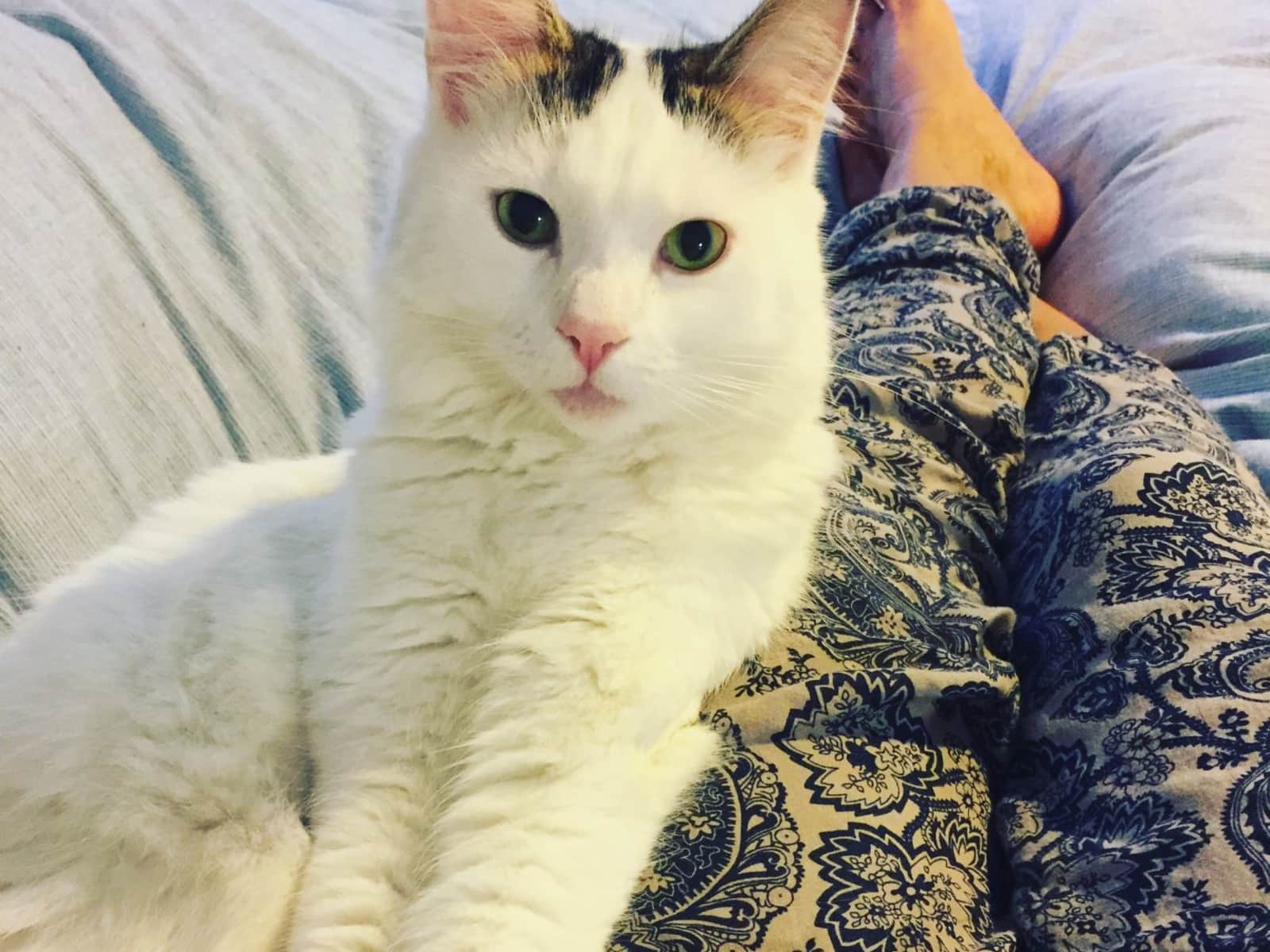 Housesitting assignment in Hove, United Kingdom