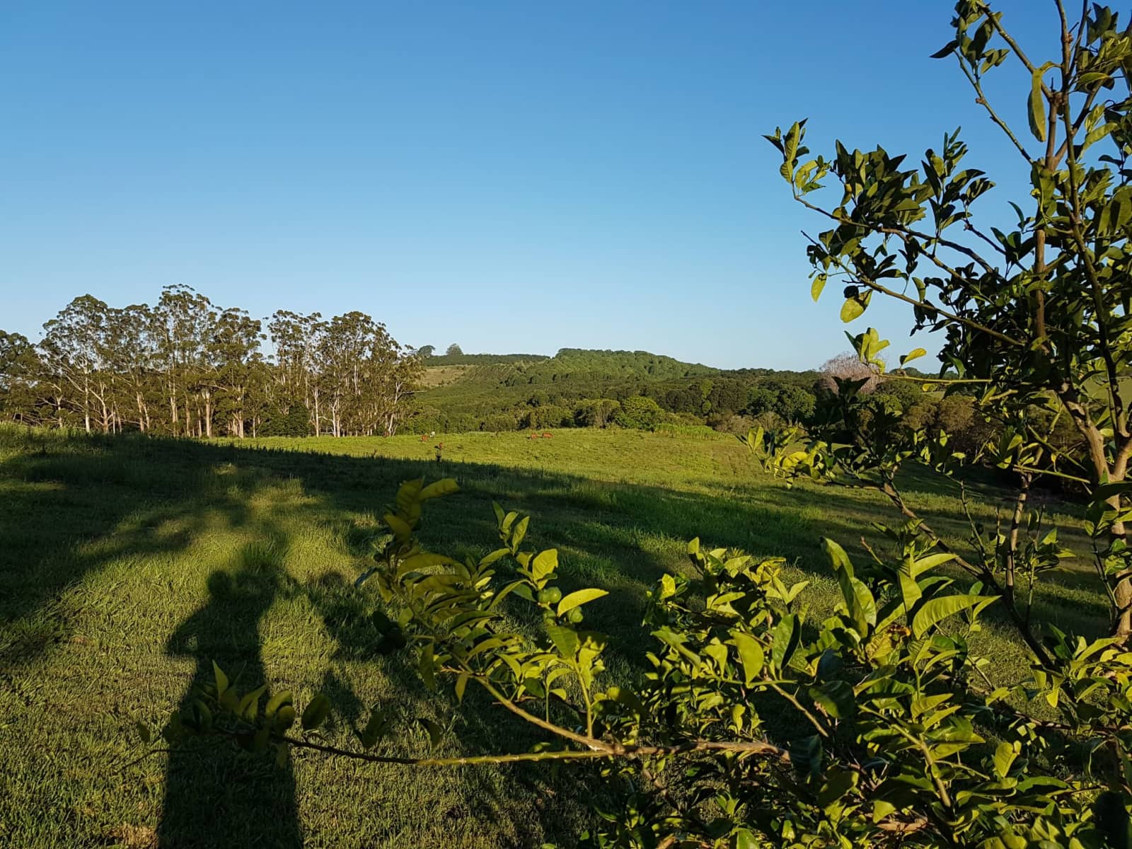 Housesitting assignment in Ballina, New South Wales, Australia