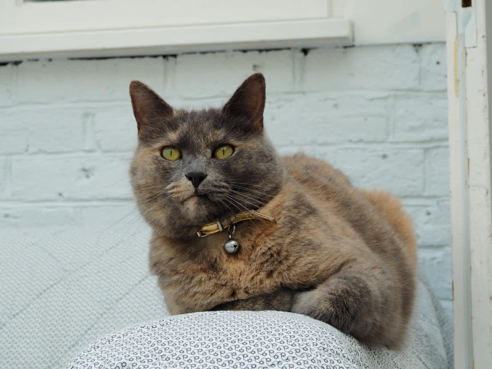 Housesitting assignment in Horsham, United Kingdom