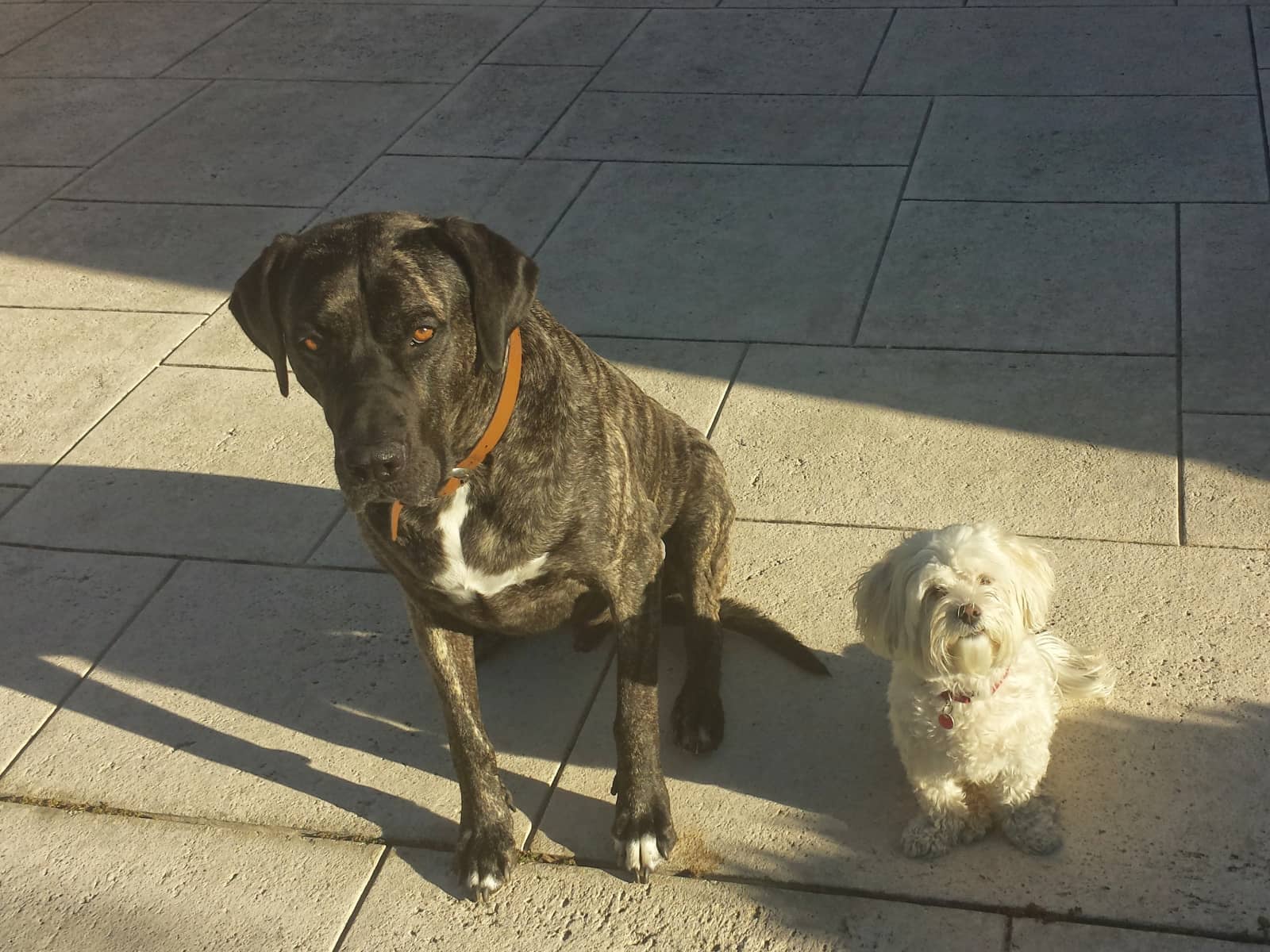 Housesitting assignment in Perth, Western Australia, Australia