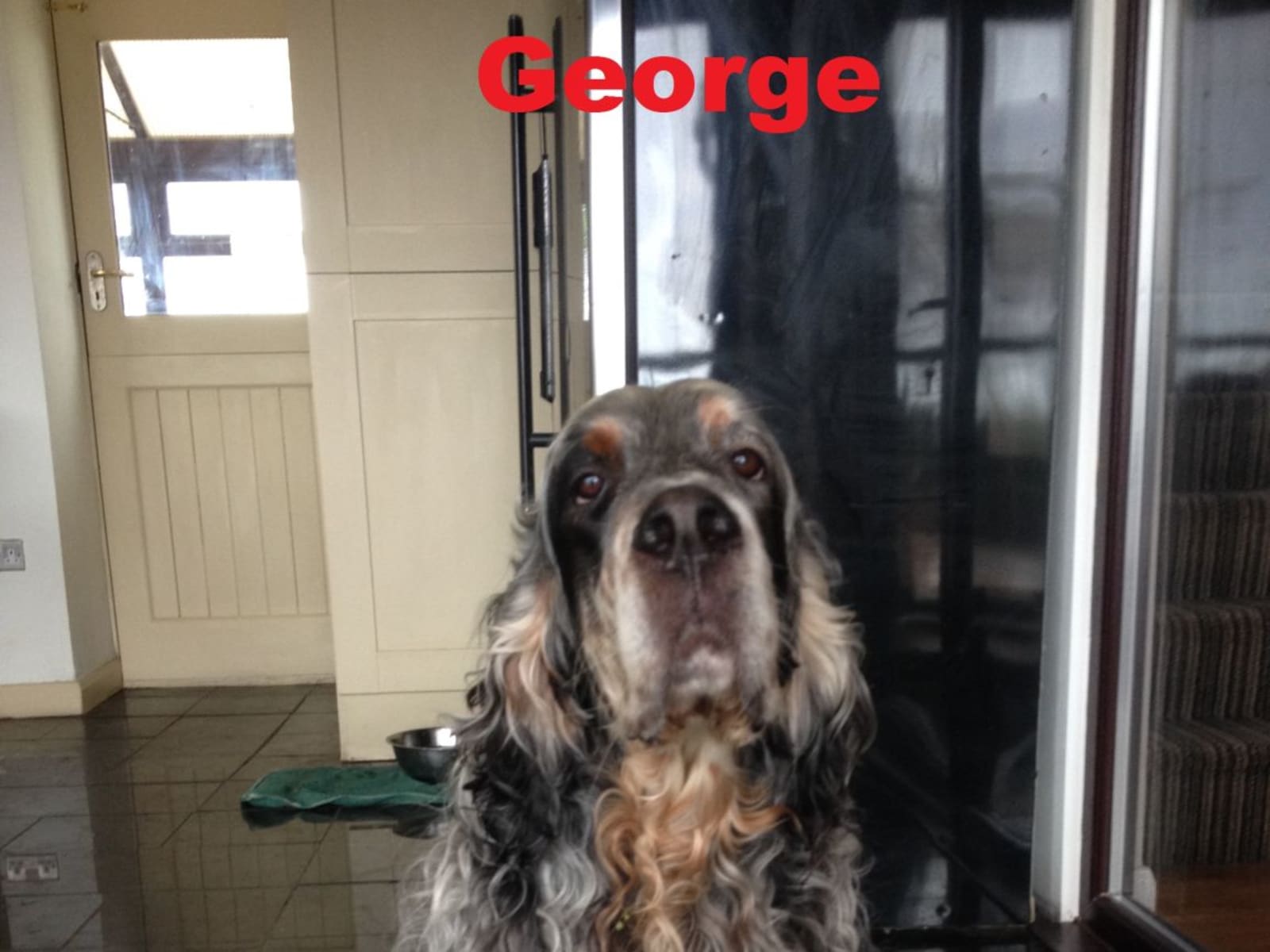 Housesitting assignment in Mansfield, United Kingdom