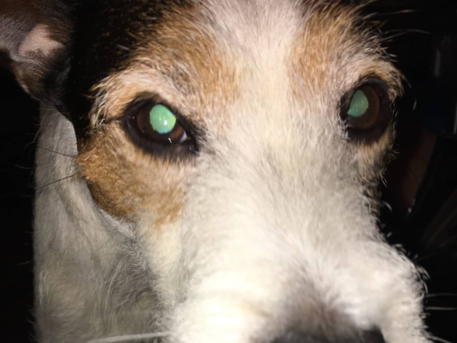 Housesitting assignment in Swansea, United Kingdom