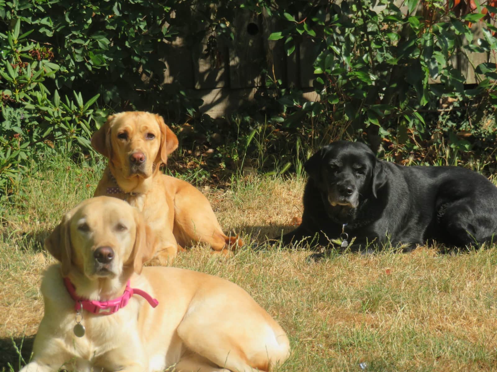 Housesitting assignment in Gravesend, United Kingdom