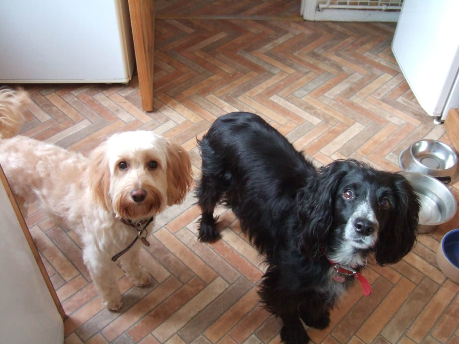 Housesitting assignment in Potton, United Kingdom