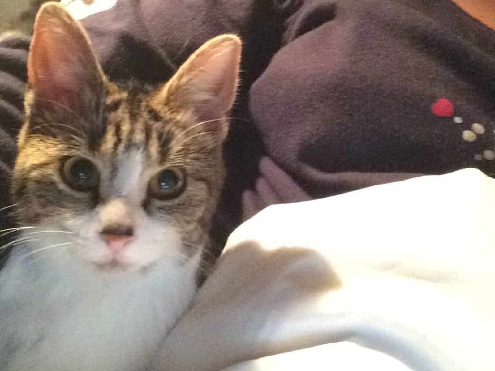 Housesitting assignment in Brussels, Belgium