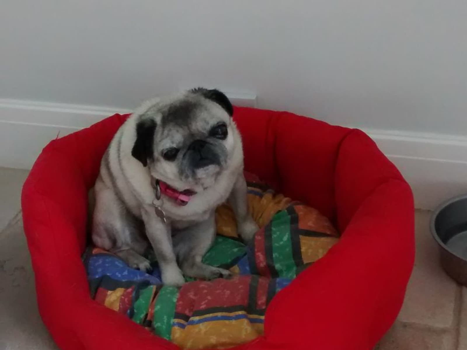 Housesitting assignment in Princes Risborough, United Kingdom