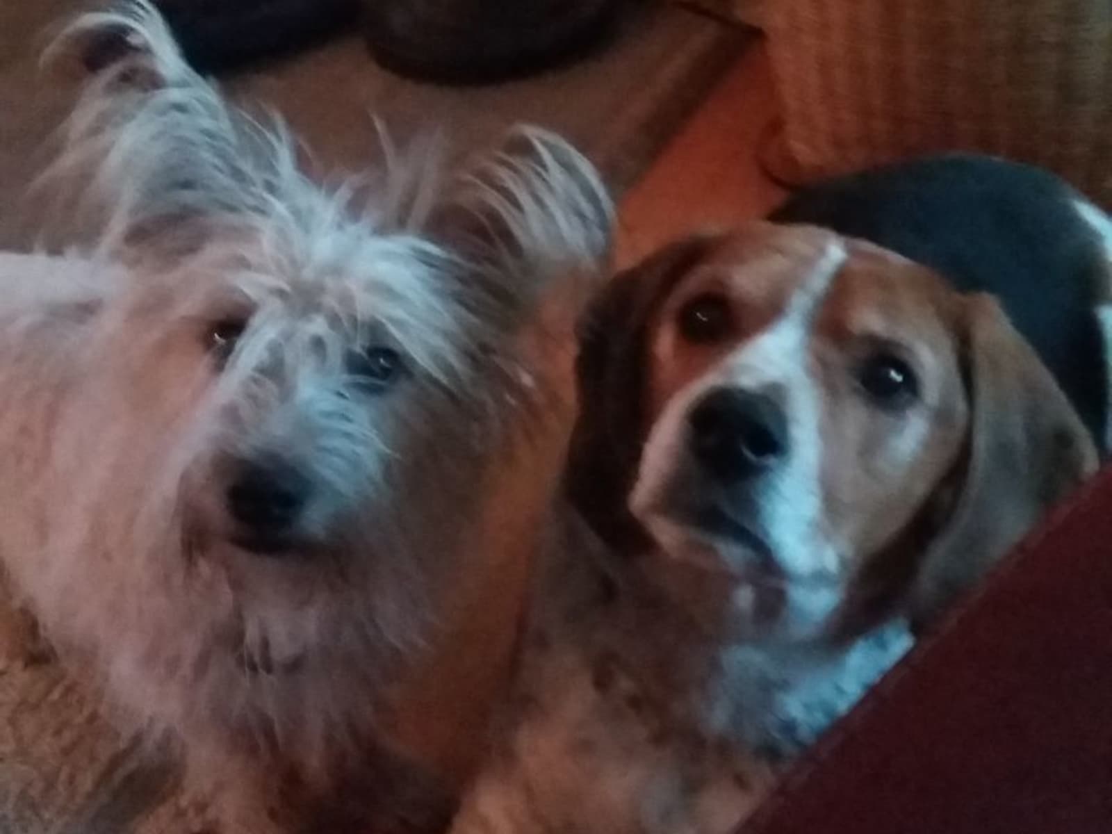 Housesitting assignment in Oshawa, Ontario, Canada