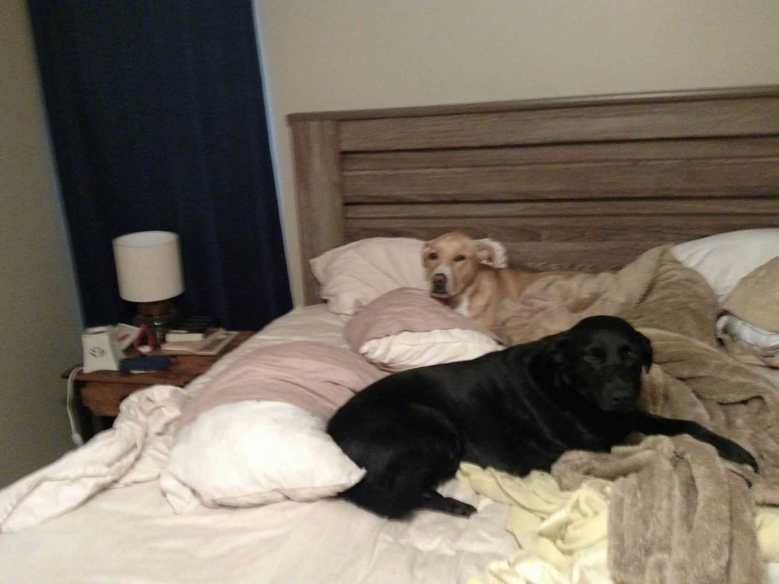 Housesitting assignment in Norfolk, Virginia, United States
