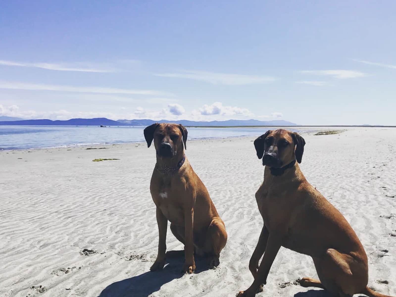 Housesitting assignment in Cumberland, British Columbia, Canada