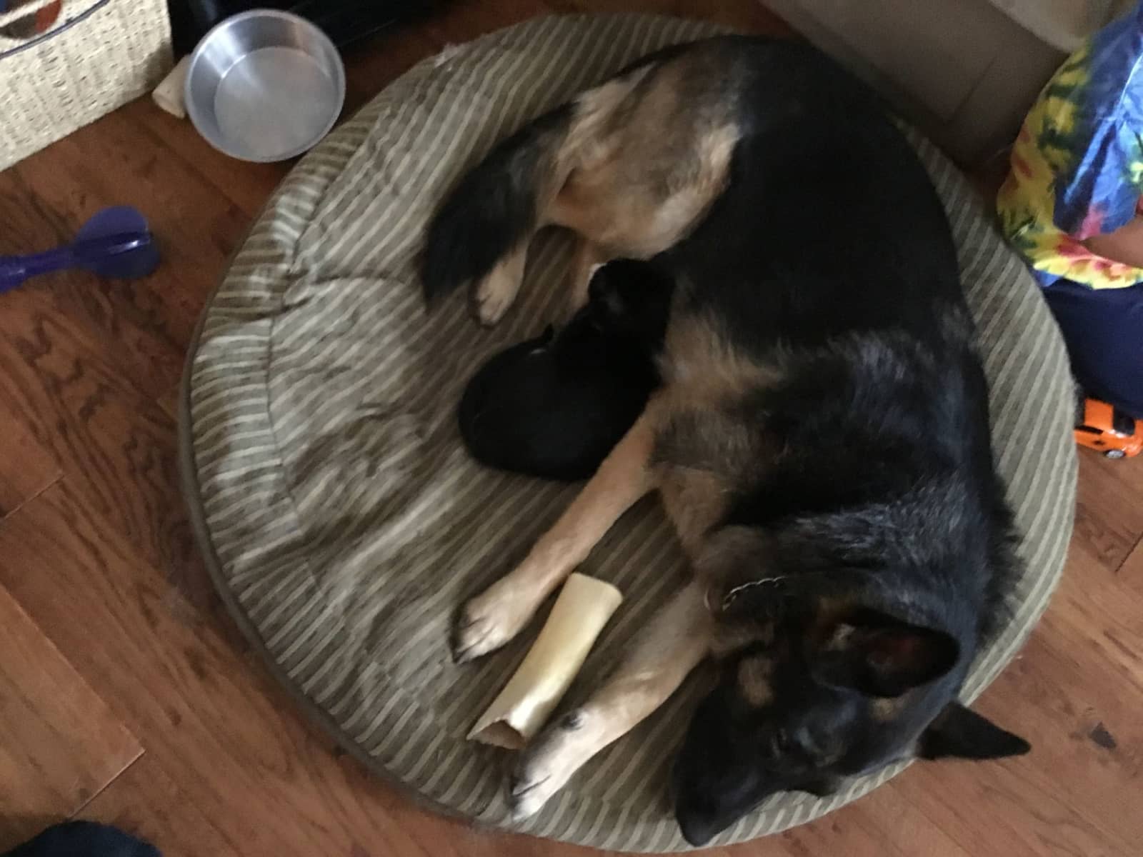 Housesitting assignment in Maple Ridge, British Columbia, Canada