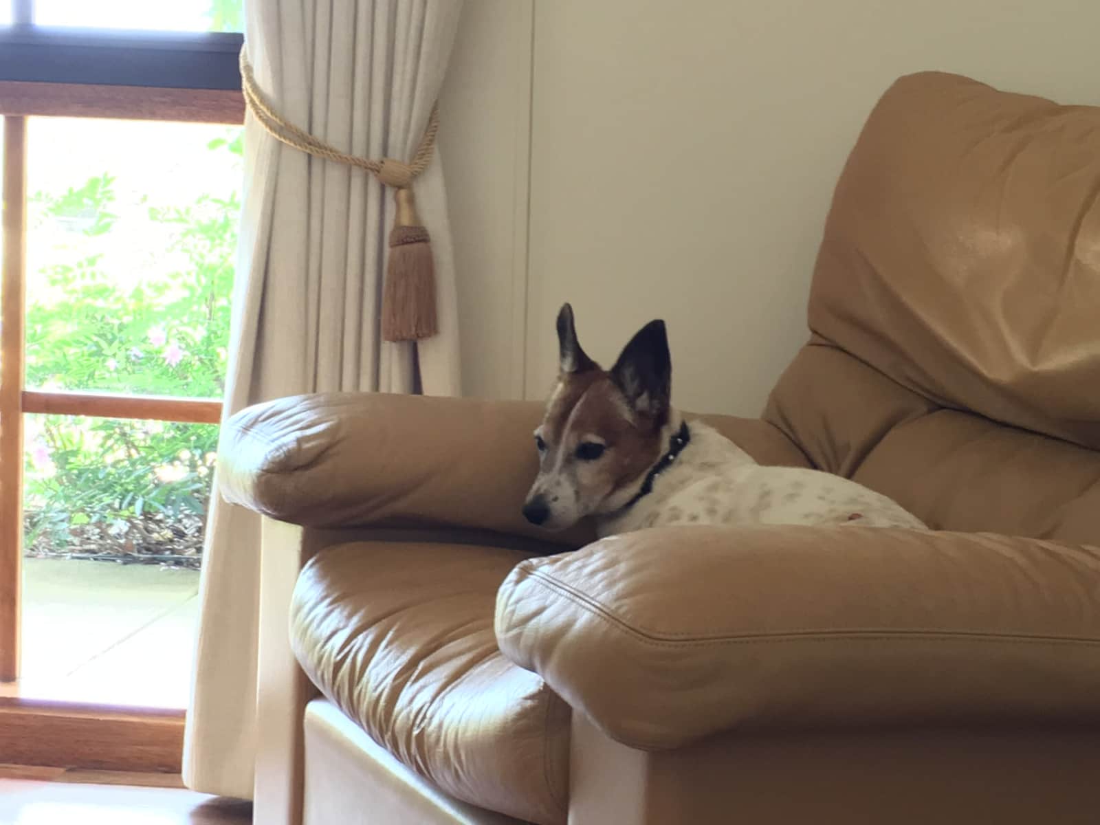 Housesitting assignment in Nicholson, Victoria, Australia