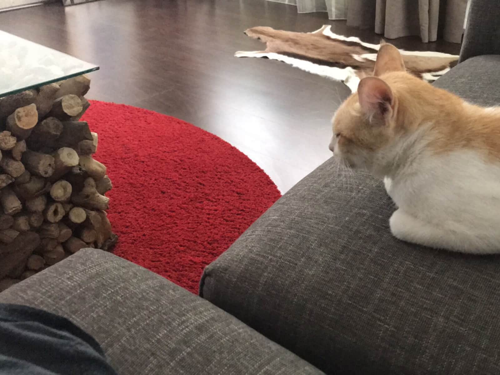 Housesitting assignment in Abu Dhabi, United Arab Emirates