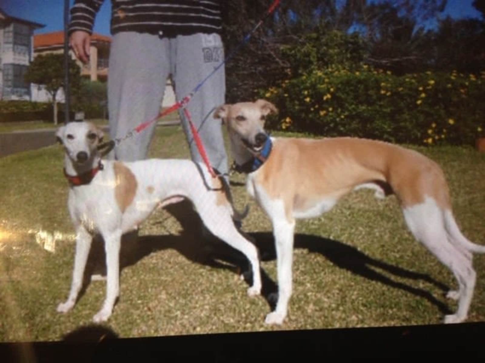 Housesitting assignment in Umina, New South Wales, Australia