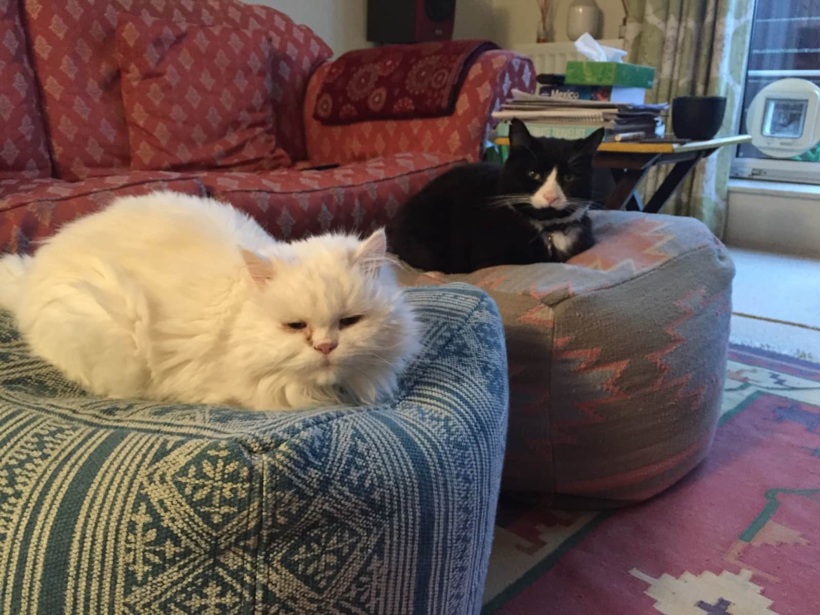 Housesitting assignment in Hackney, United Kingdom