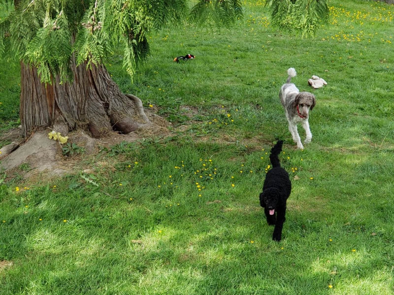 Housesitting assignment in Mount Vernon, Washington, United States