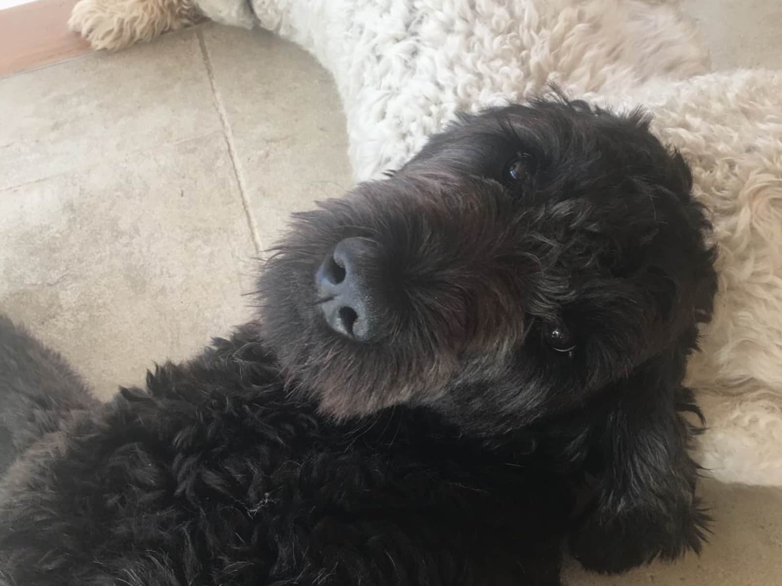Housesitting assignment in Noosa Heads, Queensland, Australia