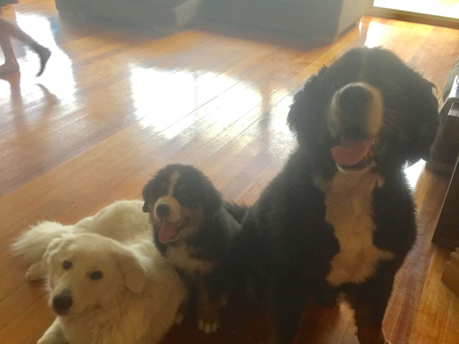 Housesitting assignment in Ashmore, Queensland, Australia