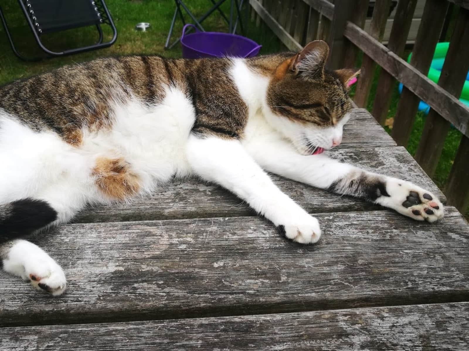 Housesitting assignment in Catford, United Kingdom