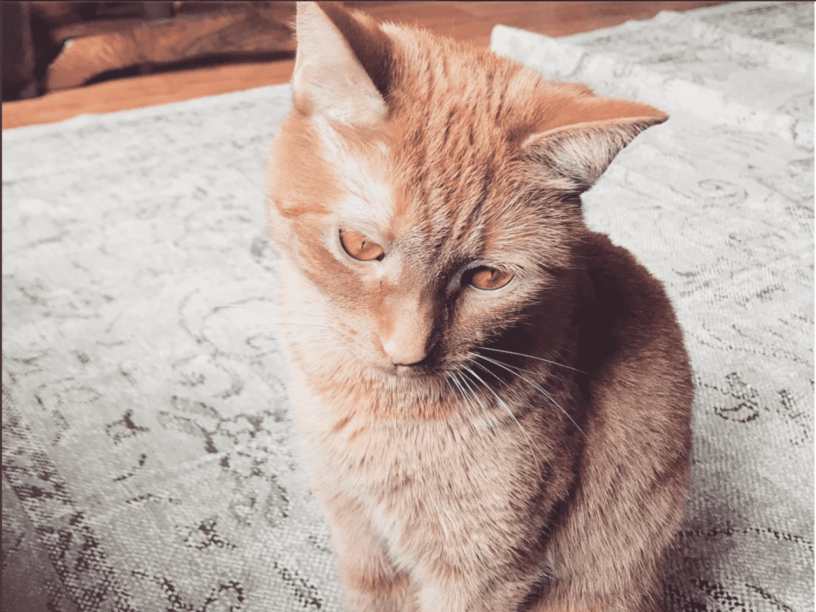 Housesitting assignment in Washington, D.C., Washington, D.C., United States