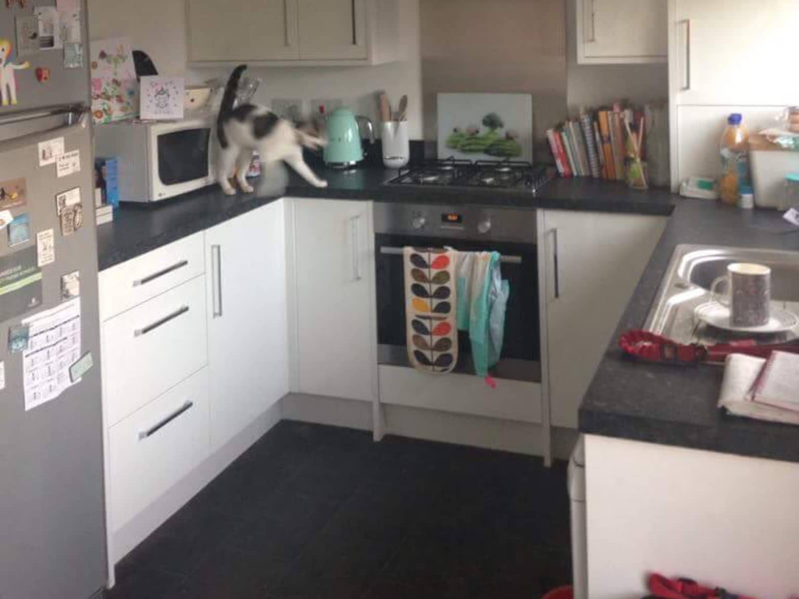 Housesitting assignment in Bathgate, United Kingdom