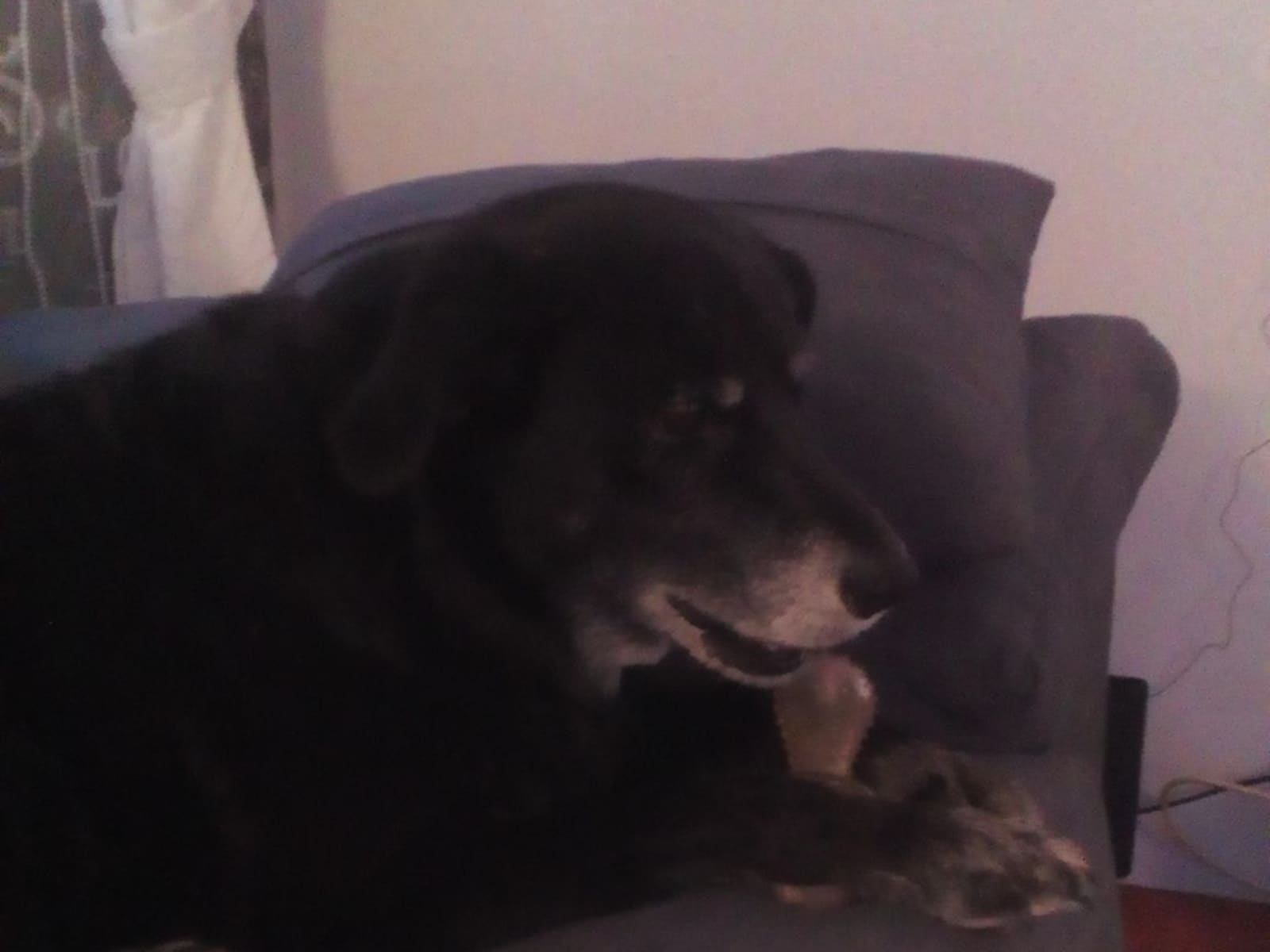 Housesitting assignment in Benajarafe, Spain