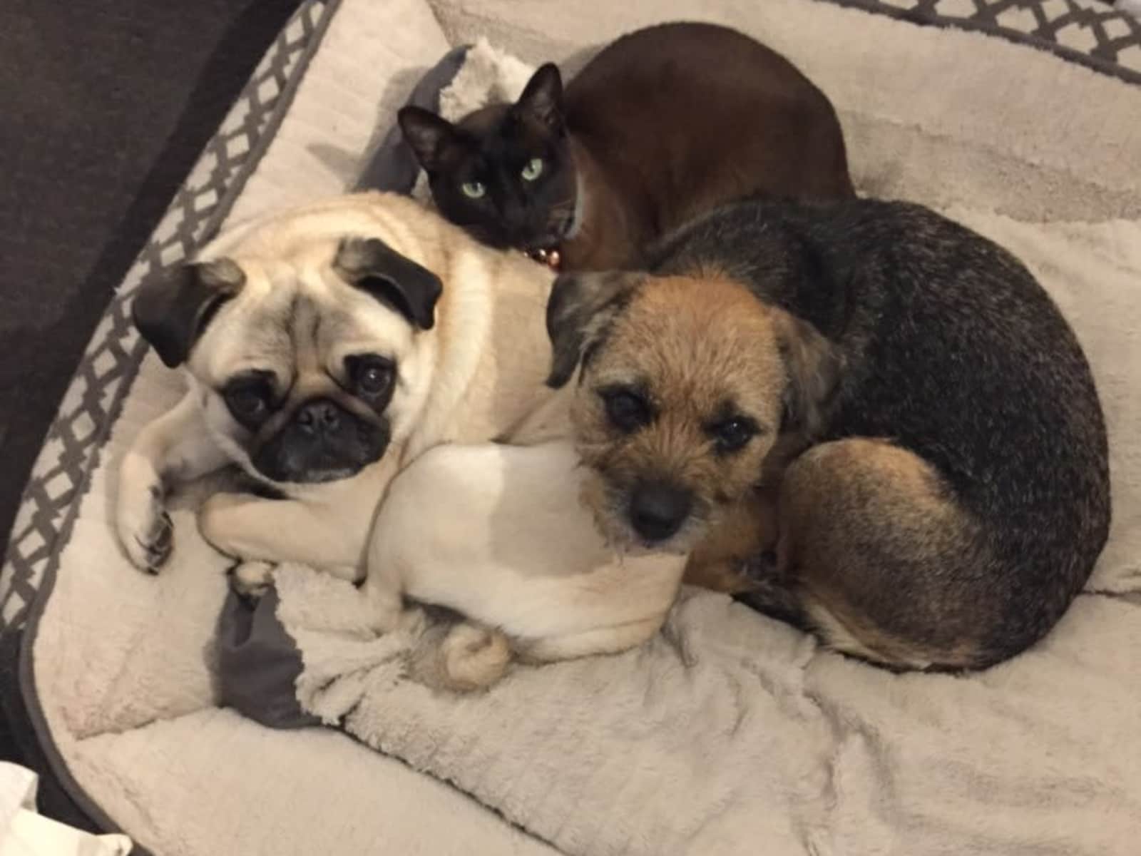 Housesitting assignment in Mount Eliza, Victoria, Australia